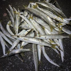 今日もカマスは爆釣でした