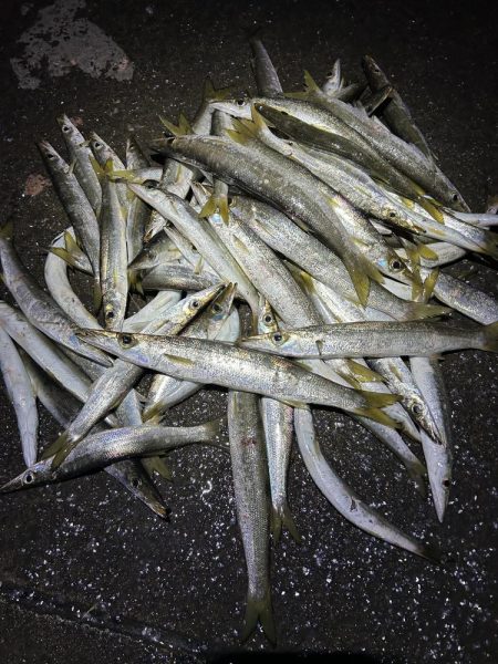 今日もカマスは爆釣でした