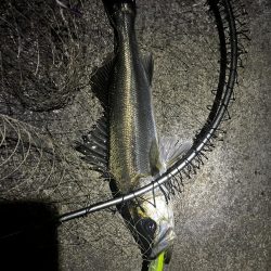 ナイトアフターシーバス