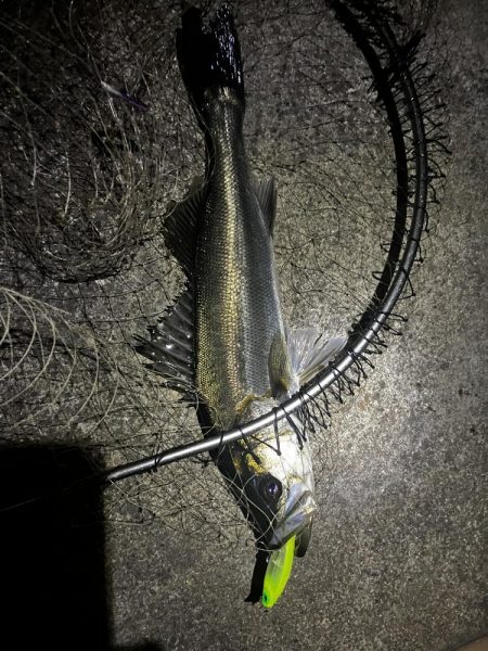 ナイトアフターシーバス