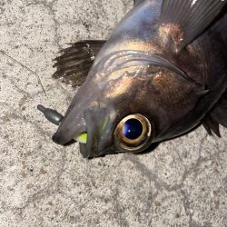 今年初のメバリング