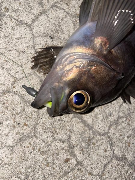 今年初のメバリング