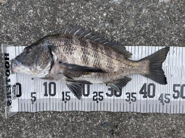 イチノ兄弟、釣果!