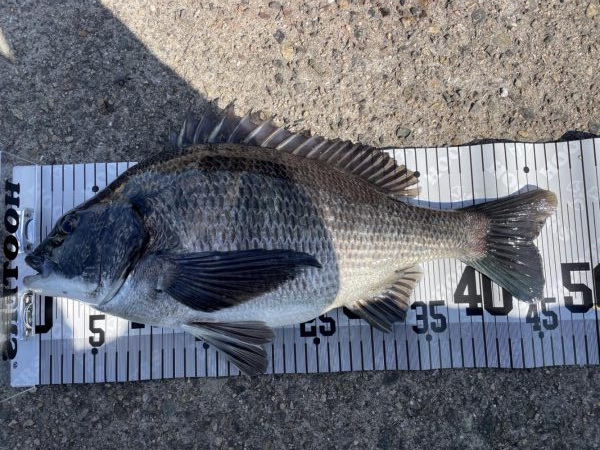 イチノ兄弟、釣果！