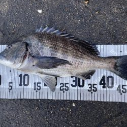 イチノ兄弟、釣果！