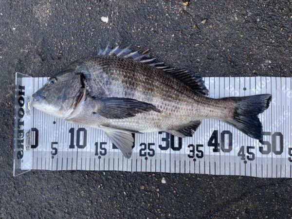 イチノ兄弟、釣果！