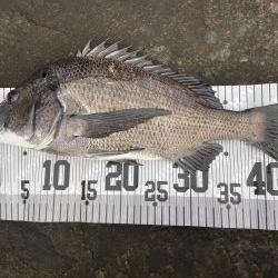 イチノ兄弟、釣果！