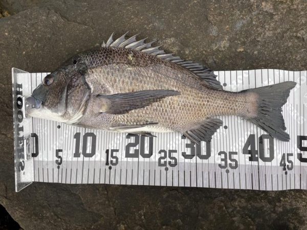 イチノ兄弟、釣果！