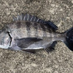 イチノ兄弟、釣果!