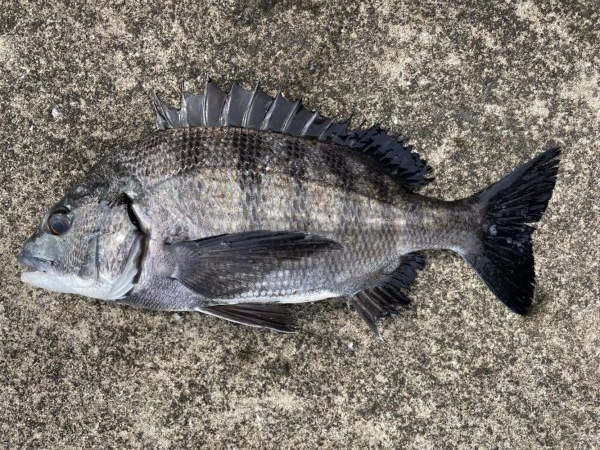 イチノ兄弟、釣果!