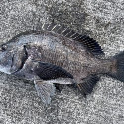 イチノ兄弟、釣果!