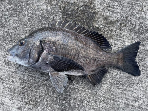 イチノ兄弟、釣果!