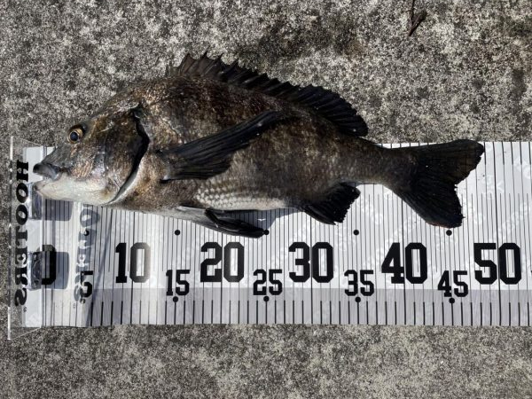 イチノ兄弟、釣果!