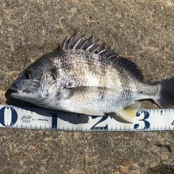 デイチニング始動