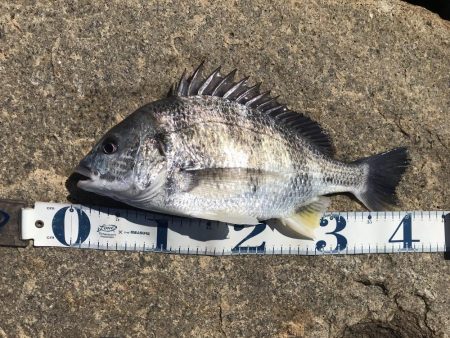 デイチニング始動