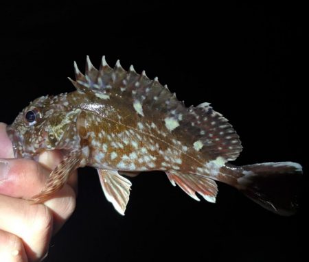 極寒のなかガシリング