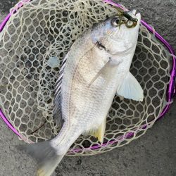 爆風チニングチャレンジ！