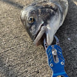 エビ撒きでチヌ釣れてま