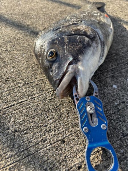 エビ撒きでチヌ釣れてま