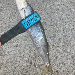 朝マズメのカマス釣りで15匹GET