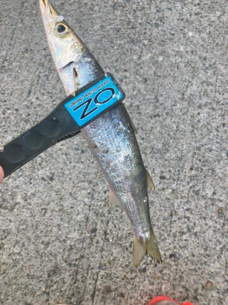 朝マズメのカマス釣りで15匹GET