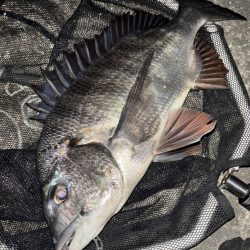 ヘチってきました