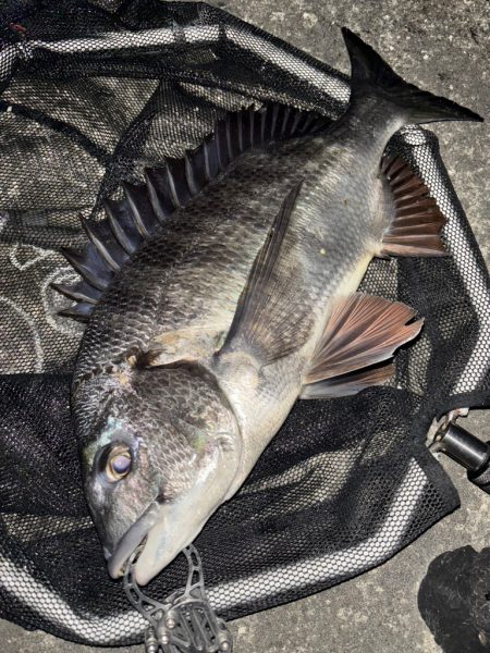 ヘチってきました