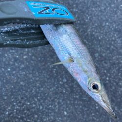 朝マズメのカマス釣りで19匹GET