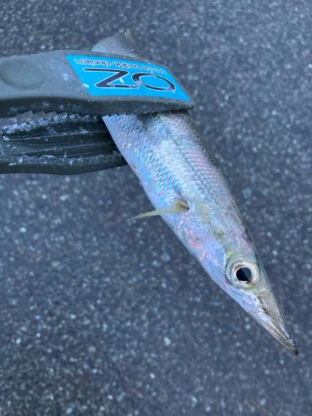 朝マズメのカマス釣りで19匹GET