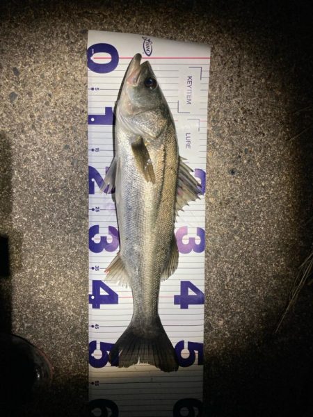 バレンタインデーフィッシュ‼️