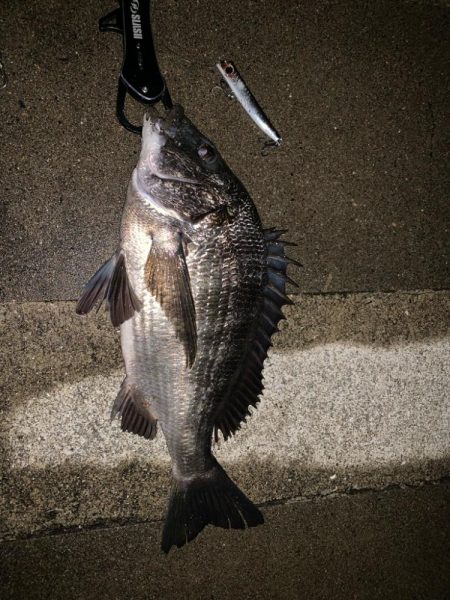 ファーストフィッシュ