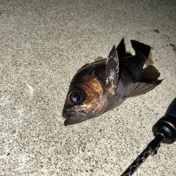 泉南メバリング