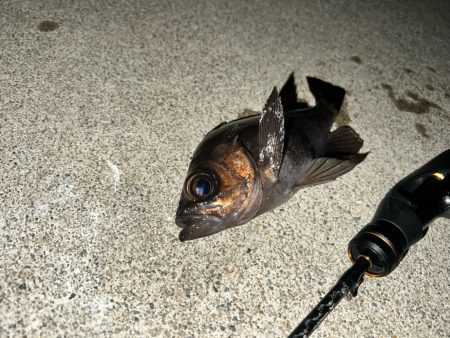 泉南メバリング