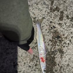 脂ノリノリカマス