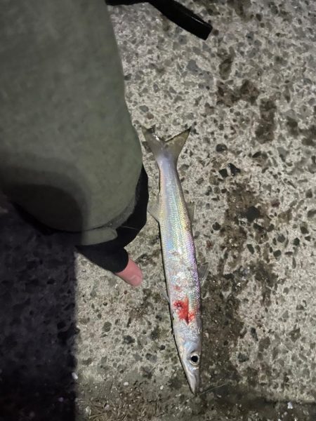 脂ノリノリカマス