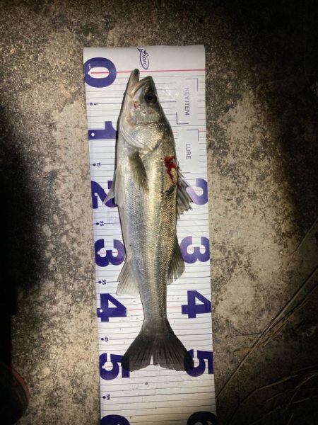 シーバスフィッシング