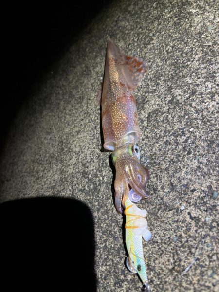 【小浜〜三方】2年ぶりヤリイカ狙いDay2