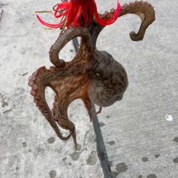 タコ釣り