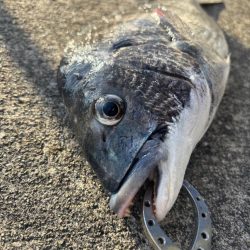 極寒の中エビ撒き