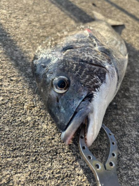 極寒の中エビ撒き