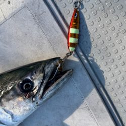 ヒラマサ/ジギング