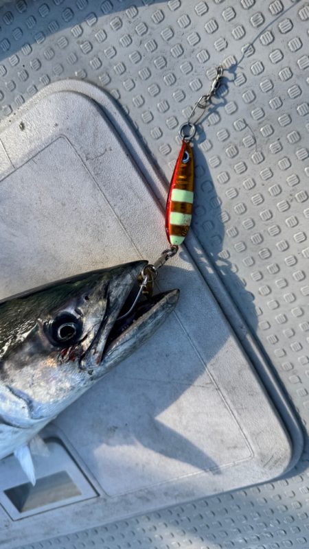 ヒラマサ/ジギング