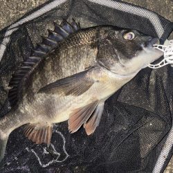 ヘチってきました