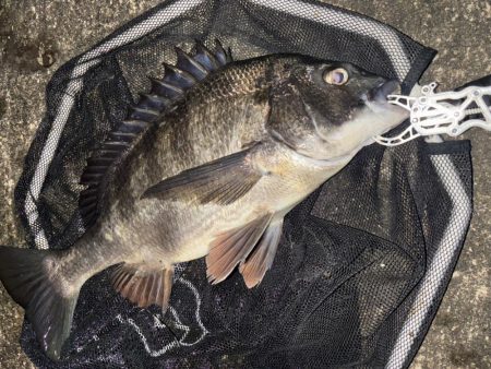 ヘチってきました