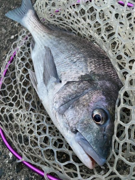 極寒激渋チニング！