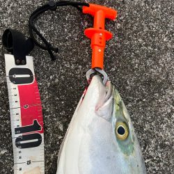 サワラがいたはずなのに！