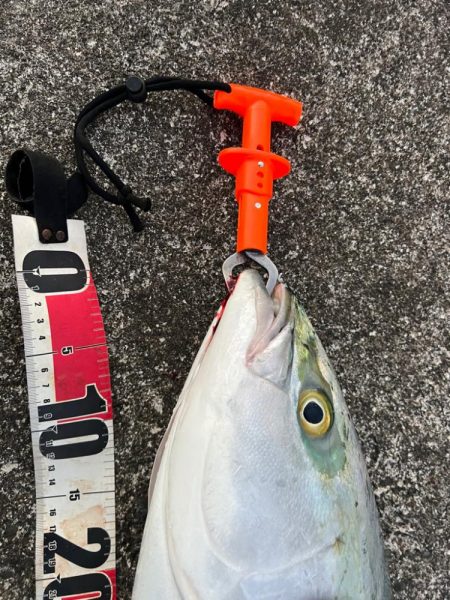 サワラがいたはずなのに！