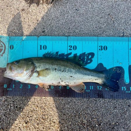 釣れたのか？🐟