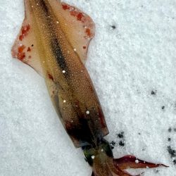 定置エギ漁、、?