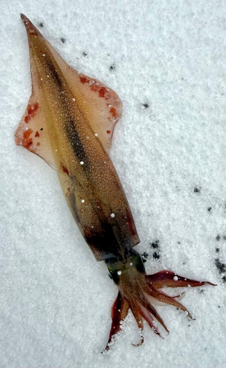 定置エギ漁、、?